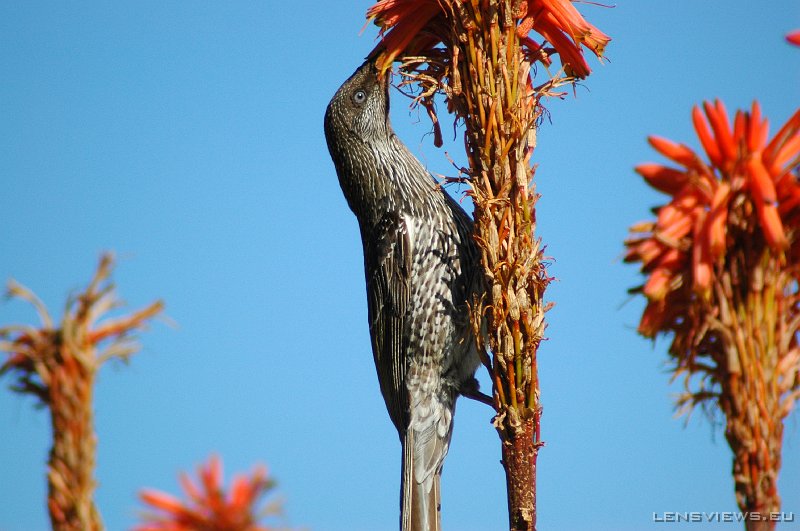 Wattlebird 102 